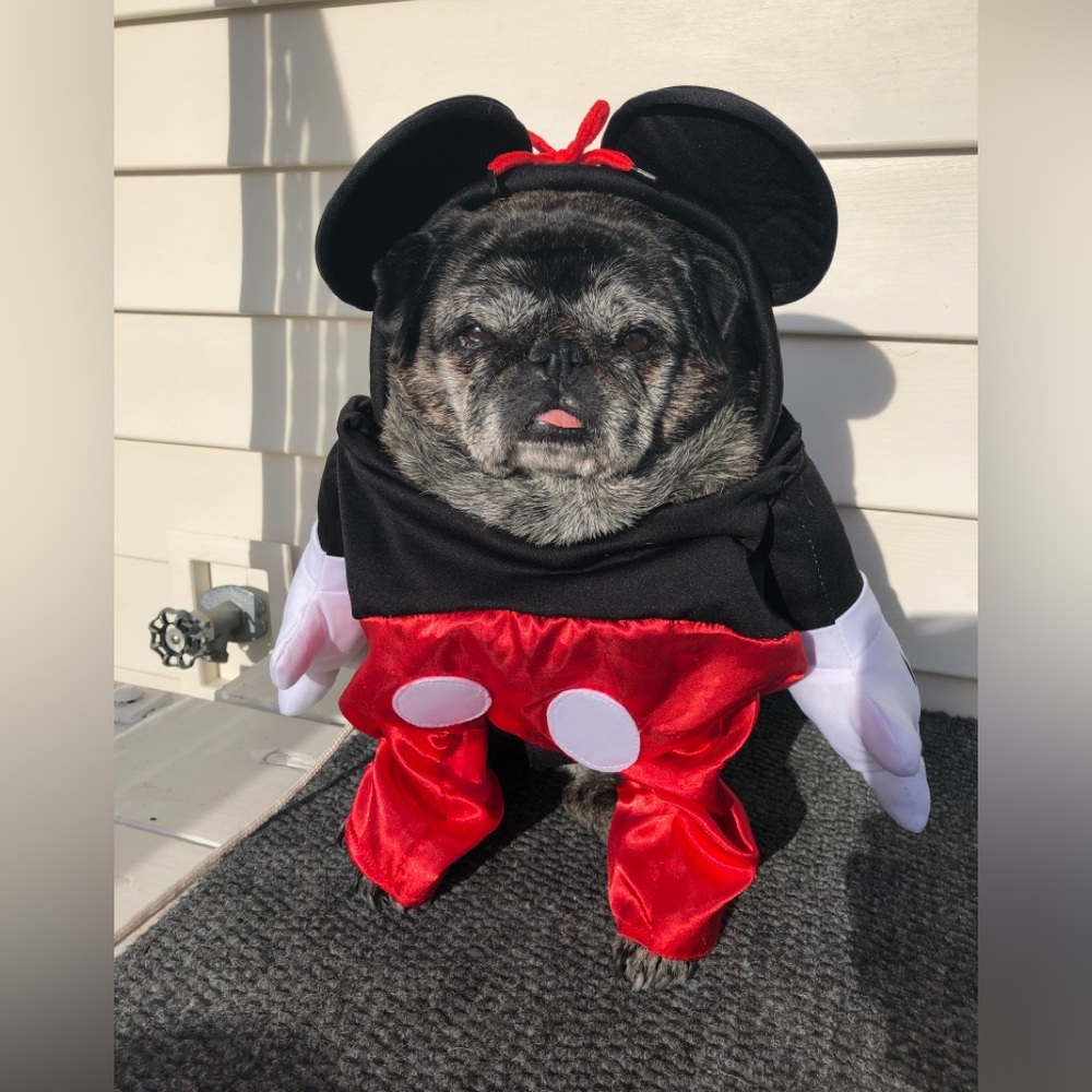 Disney Mickey Mouse Pet Halloween Costume - Size XL